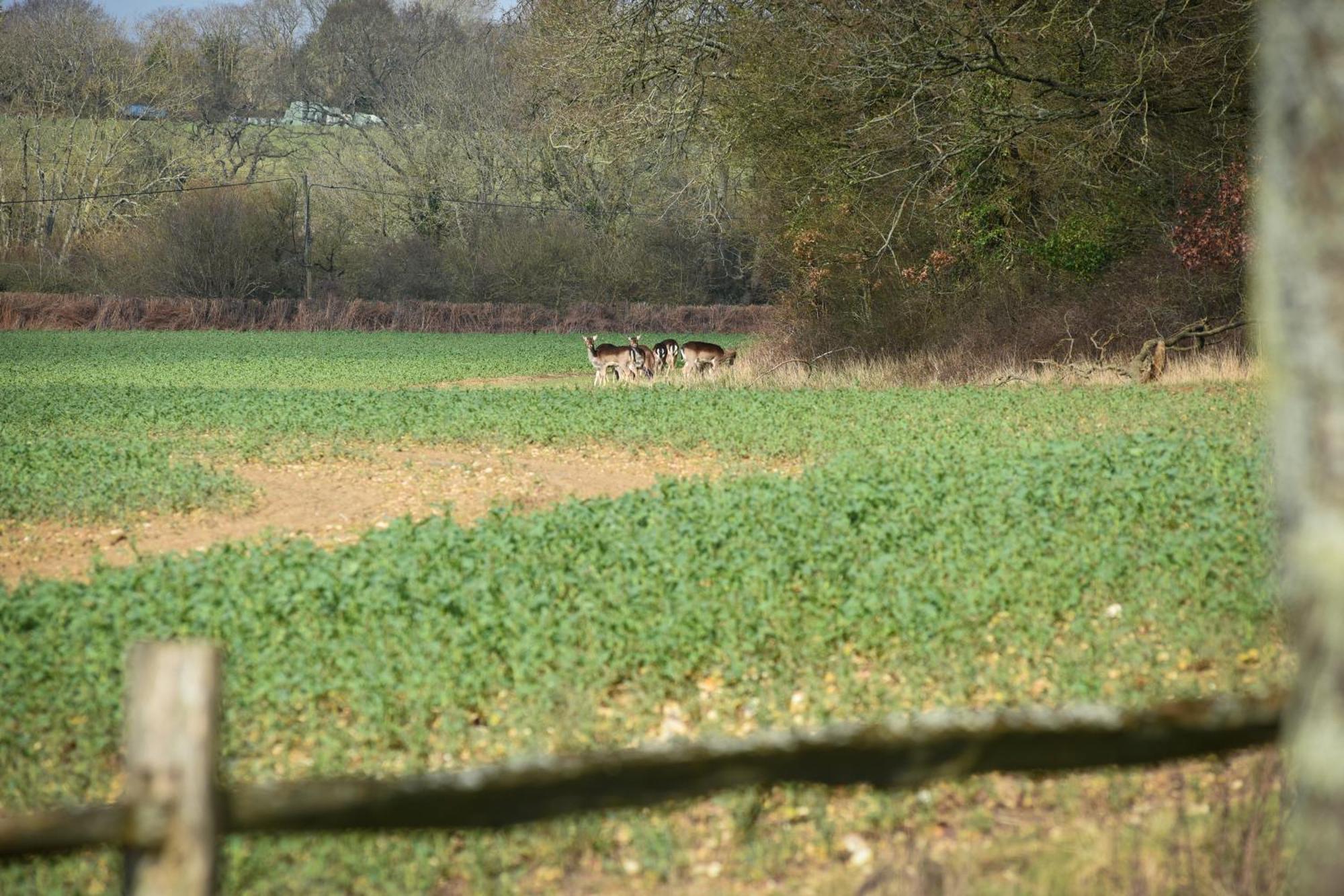Air Maison - The Cow Shed Wow Factor Countryside Retreat Westbourne  المظهر الخارجي الصورة